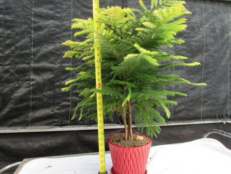 12 Year Old Norfolk Island Pine Specimen Bonsai Tree Size