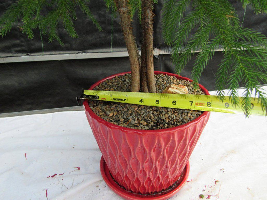12 Year Old Norfolk Island Pine Specimen Bonsai Tree Width