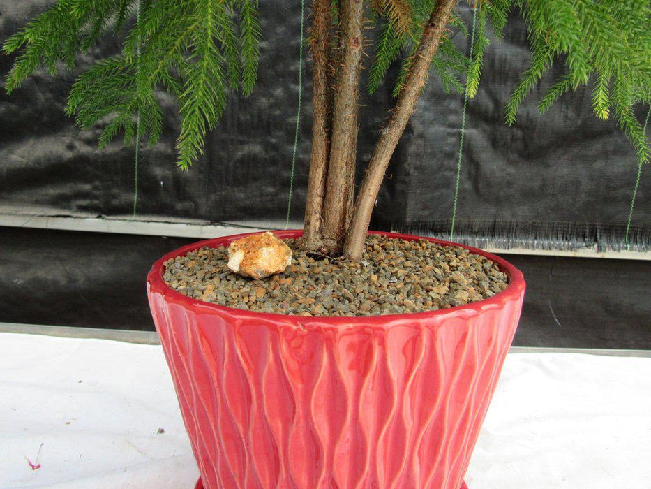 12 Year Old Norfolk Island Pine Specimen Bonsai Tree Grouping Closeup
