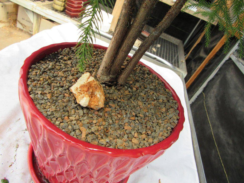 12 Year Old Norfolk Island Pine Specimen Bonsai Tree Back