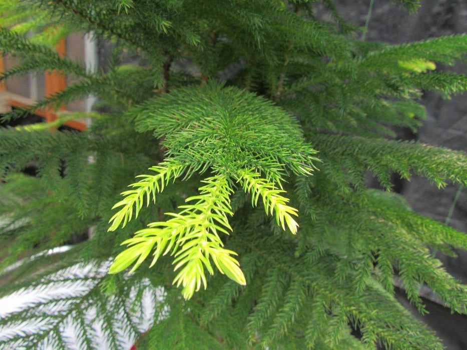 12 Year Old Norfolk Island Pine Specimen Bonsai Tree Foliage