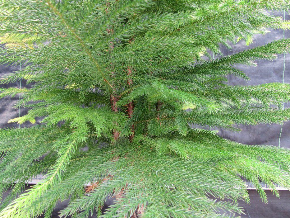 12 Year Old Norfolk Island Pine Specimen Bonsai Tree Leaves