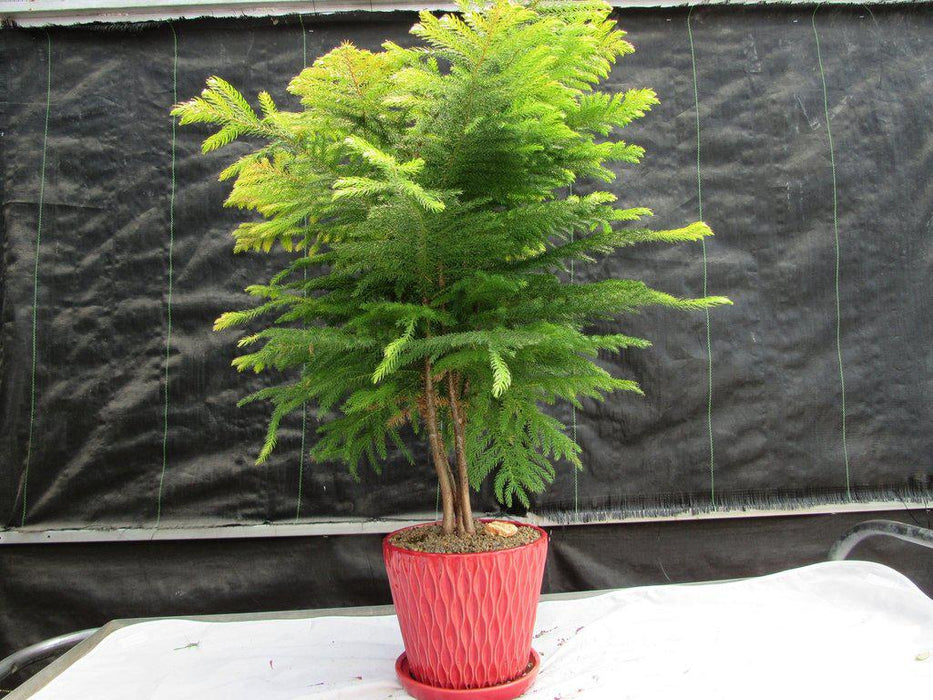 12 Year Old Norfolk Island Pine Specimen Bonsai Tree