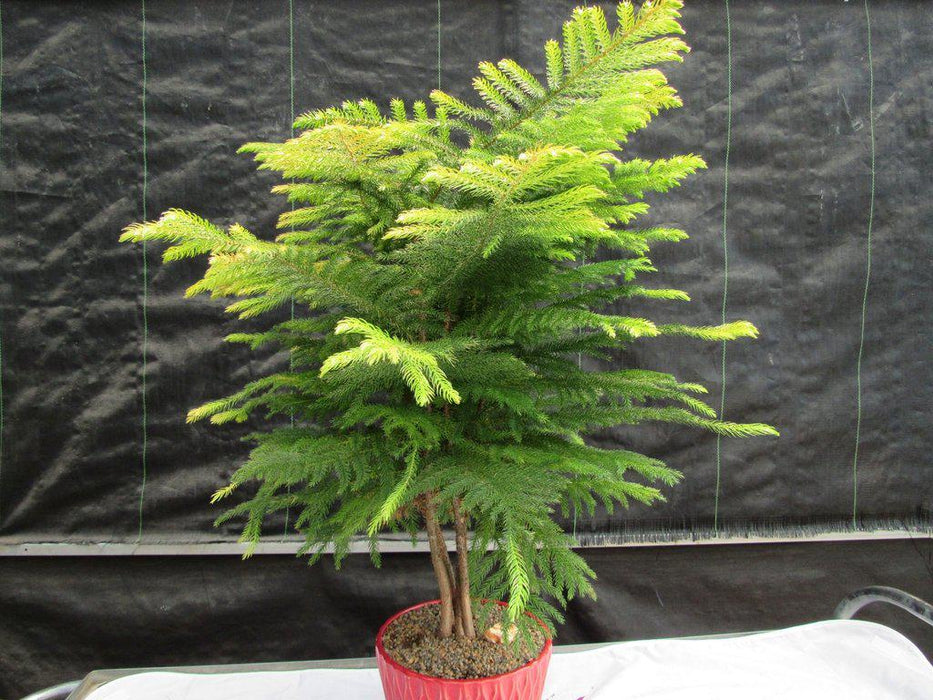 12 Year Old Norfolk Island Pine Specimen Bonsai Tree Profile