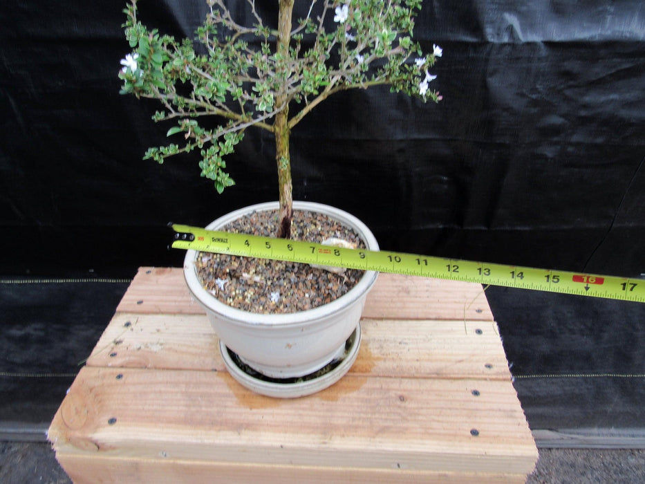 16 Year Old Mt. Fuji Serissa Flowering Specimen Bonsai Tree Size