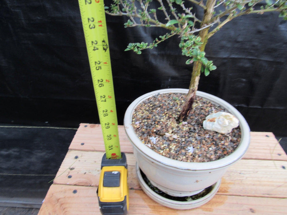 16 Year Old Mt. Fuji Serissa Flowering Specimen Bonsai Tree Height