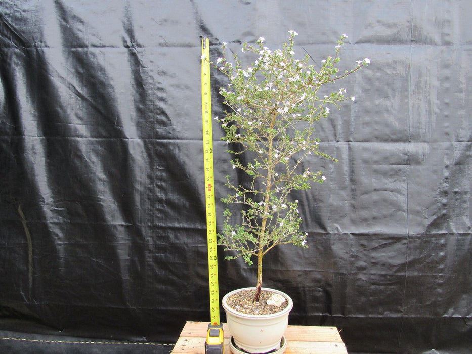 16 Year Old Mt. Fuji Serissa Flowering Specimen Bonsai Tree Tall