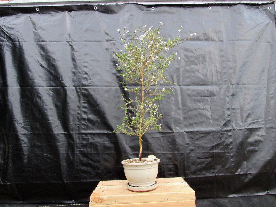 16 Year Old Mt. Fuji Serissa Flowering Specimen Bonsai Tree Profile