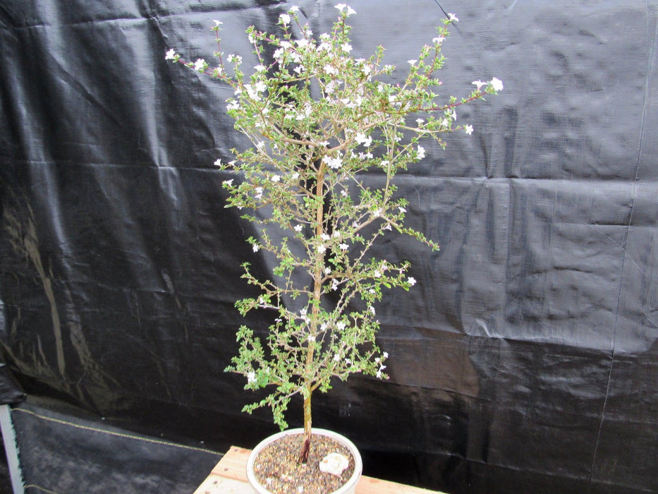 16 Year Old Mt. Fuji Serissa Flowering Specimen Bonsai Tree Side