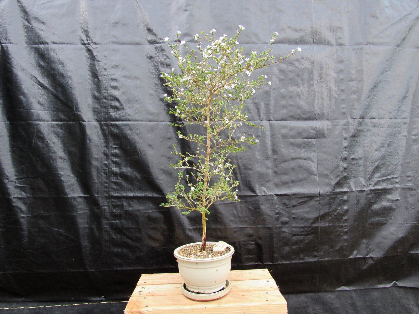 mount fuji serissa bonsai tree 16 Year Old Mt. Fuji Serissa Flowering Specimen Bonsai Tree