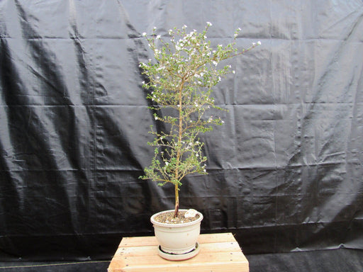 16 Year Old Mt. Fuji Serissa Flowering Specimen Bonsai Tree