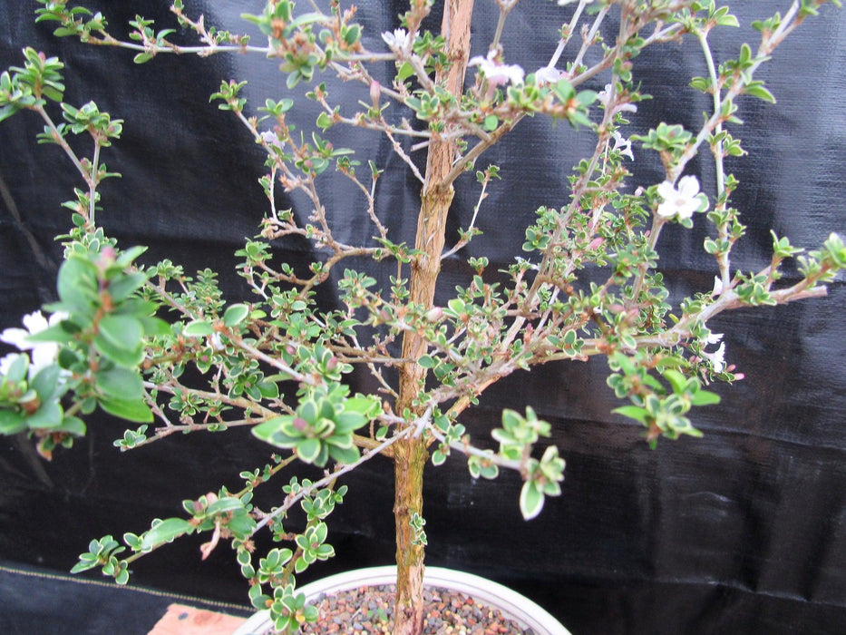 16 Year Old Mt. Fuji Serissa Flowering Specimen Bonsai Tree Foliage