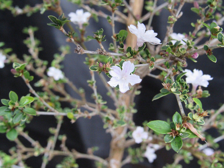 16 Year Old Mt. Fuji Serissa Flowering Specimen Bonsai Tree Flowers