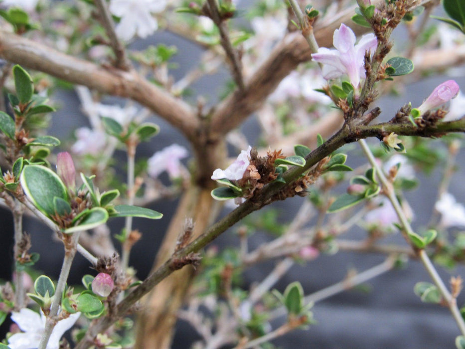 16 Year Old Mt. Fuji Serissa Flowering Specimen Bonsai Tree Flower