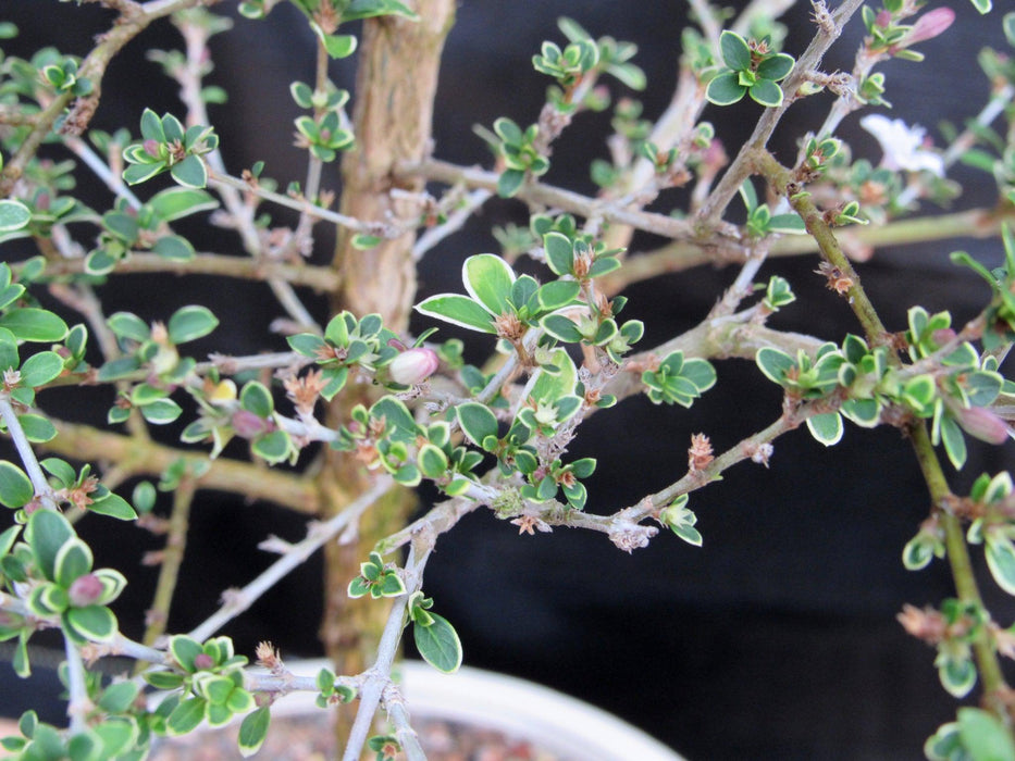 mount fuji serissa bonsai tree 16 Year Old Mt. Fuji Serissa Flowering Specimen Bonsai Tree