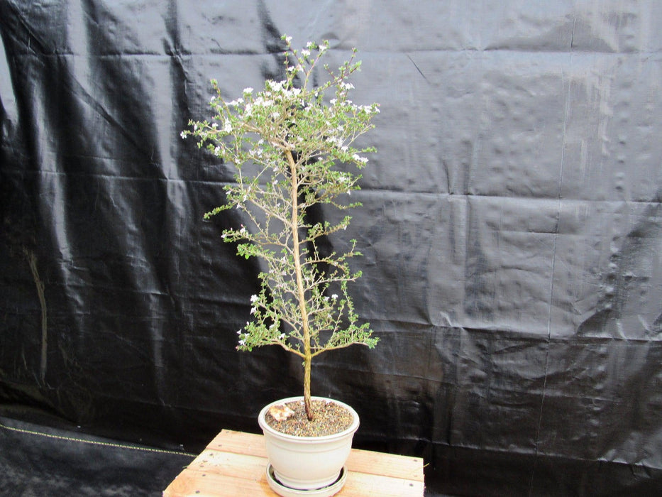 16 Year Old Mt. Fuji Serissa Flowering Specimen Bonsai Tree Back