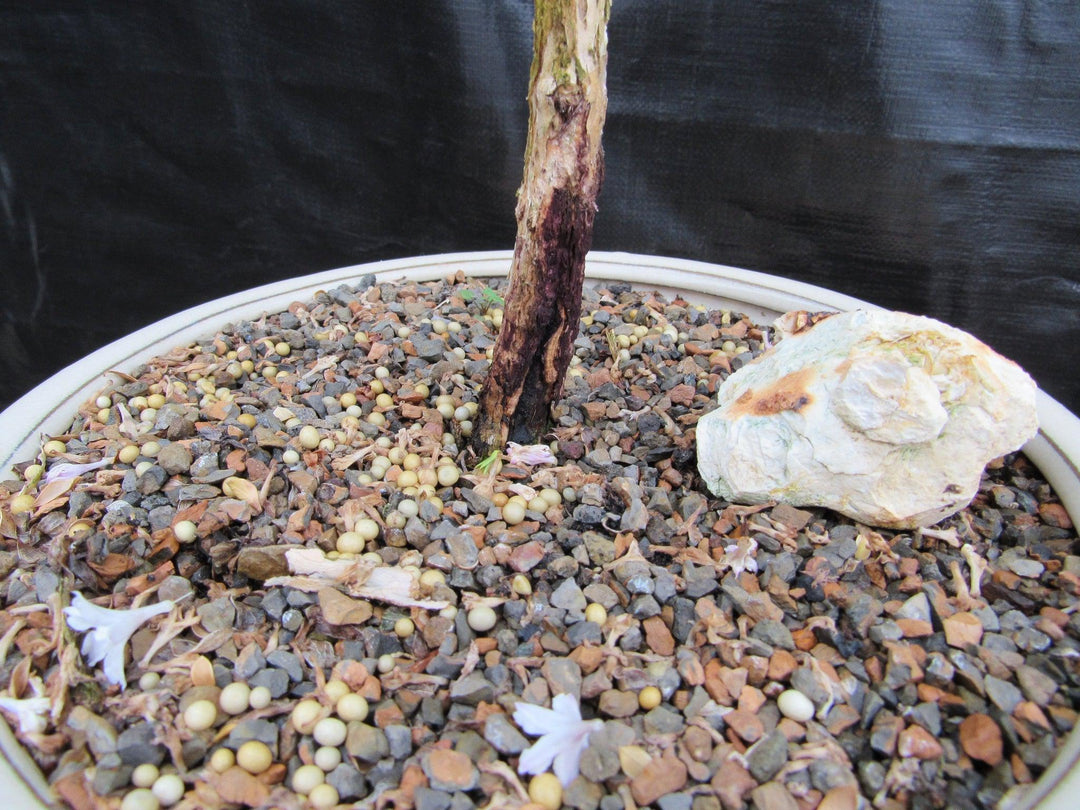 16 Year Old Mt. Fuji Serissa Flowering Specimen Bonsai Tree Trunk