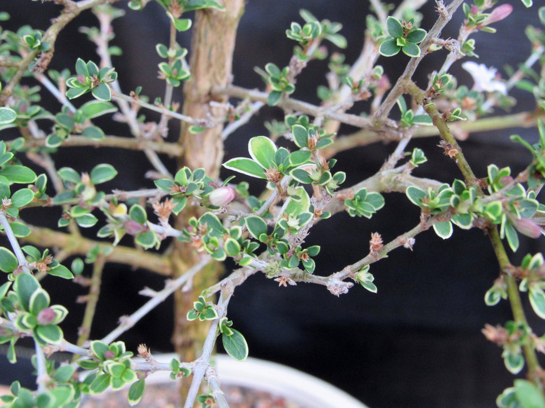 16 Year Old Mt. Fuji Serissa Flowering Specimen Bonsai Tree New Growth