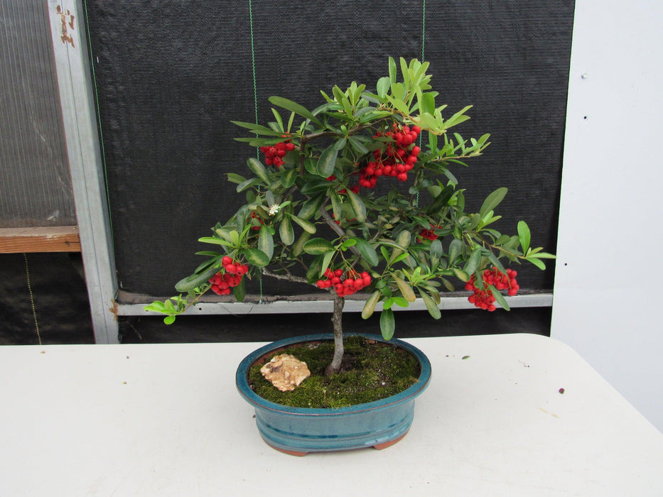 16 Year Old Weeping Barbados Cherry Specimen Bonsai Tree Back