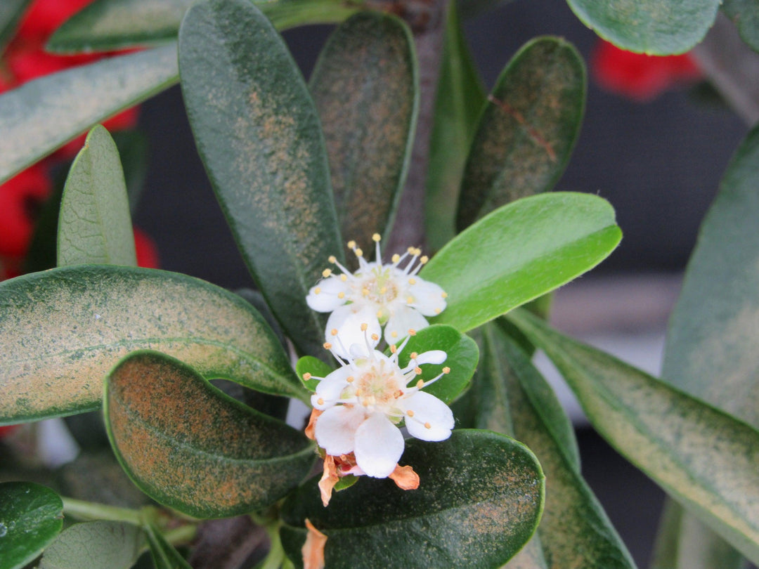 16 Year Old Weeping Barbados Cherry Specimen Bonsai Tree Flowers