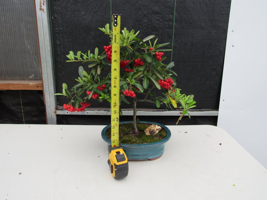 16 Year Old Weeping Barbados Cherry Specimen Bonsai Tree Height