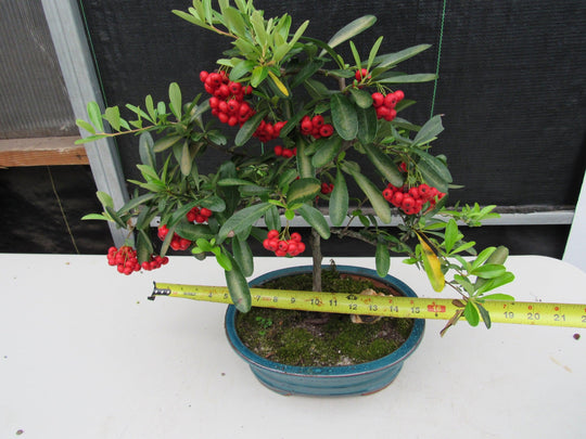weeping cherry bonsai tree 16 Year Old Weeping Barbados Cherry Specimen Bonsai Tree