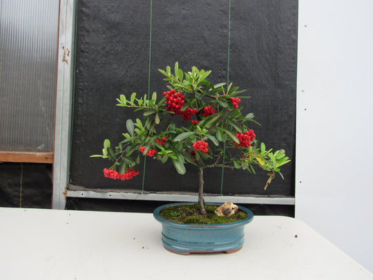 barbados cherry bonsai tree 16 Year Old Weeping Barbados Cherry Specimen Bonsai Tree