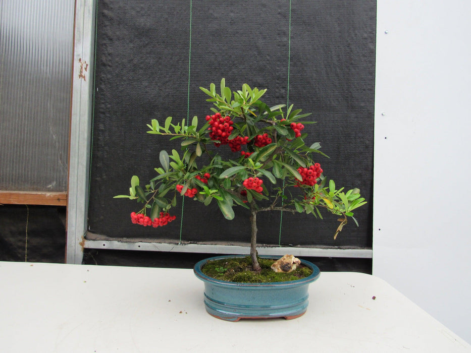 16 Year Old Weeping Barbados Cherry Specimen Bonsai Tree Profile