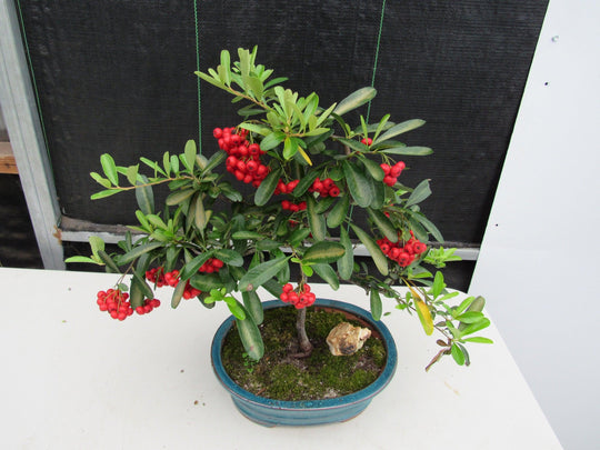 barbados cherry bonsai tree 16 Year Old Weeping Barbados Cherry Specimen Bonsai Tree