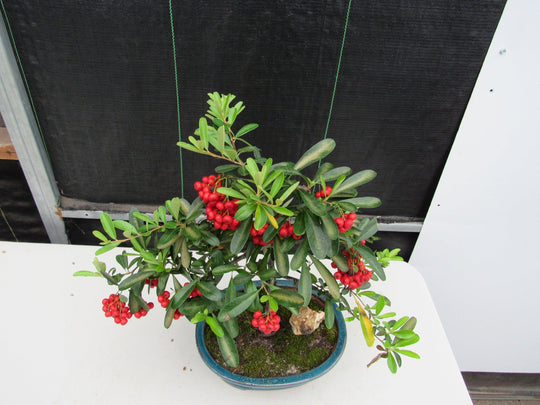 weeping cherry bonsai tree 16 Year Old Weeping Barbados Cherry Specimen Bonsai Tree