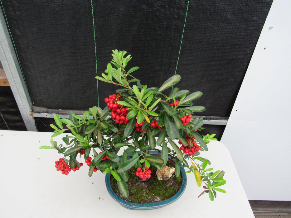 16 Year Old Weeping Barbados Cherry Specimen Bonsai Tree Top Down