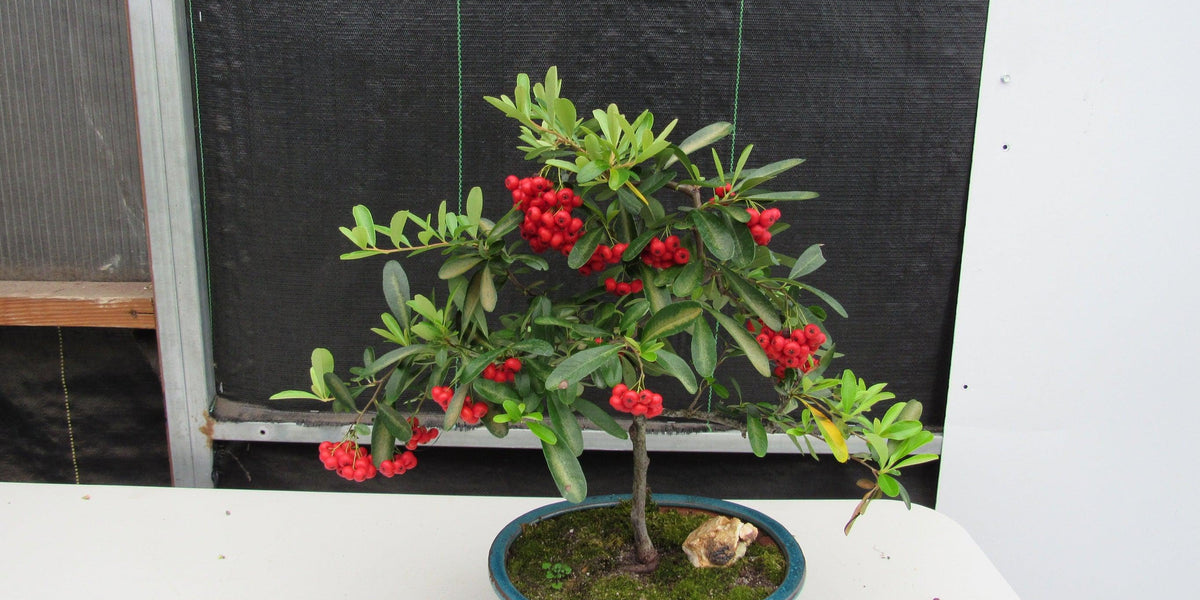 16 Year Old Weeping Barbados Cherry Specimen Bonsai Tree