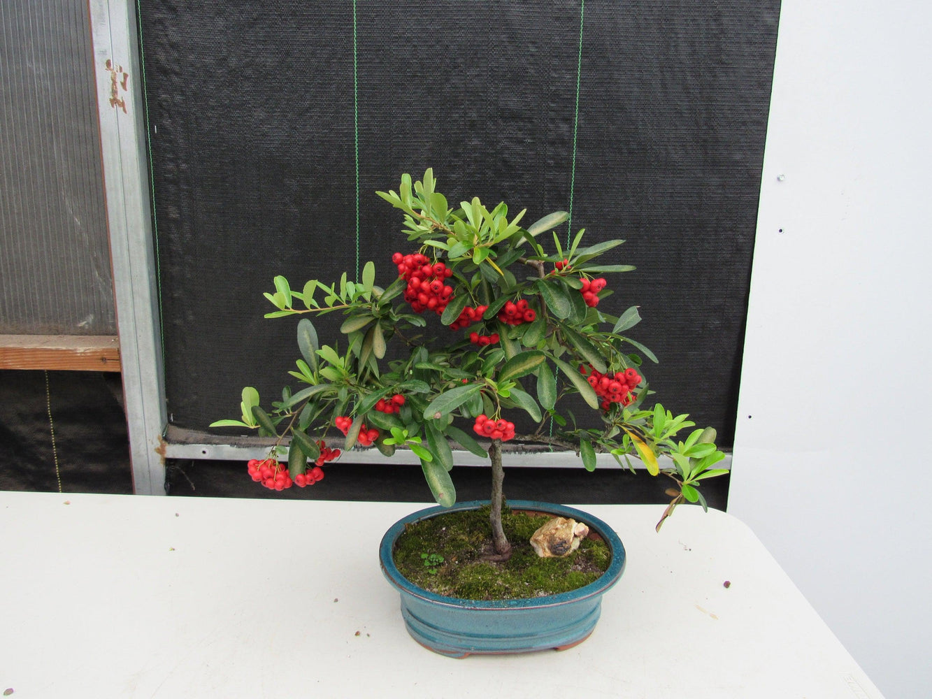 cherry blossom bonsai tree for sale near me 16 Year Old Weeping Barbados Cherry Specimen Bonsai Tree