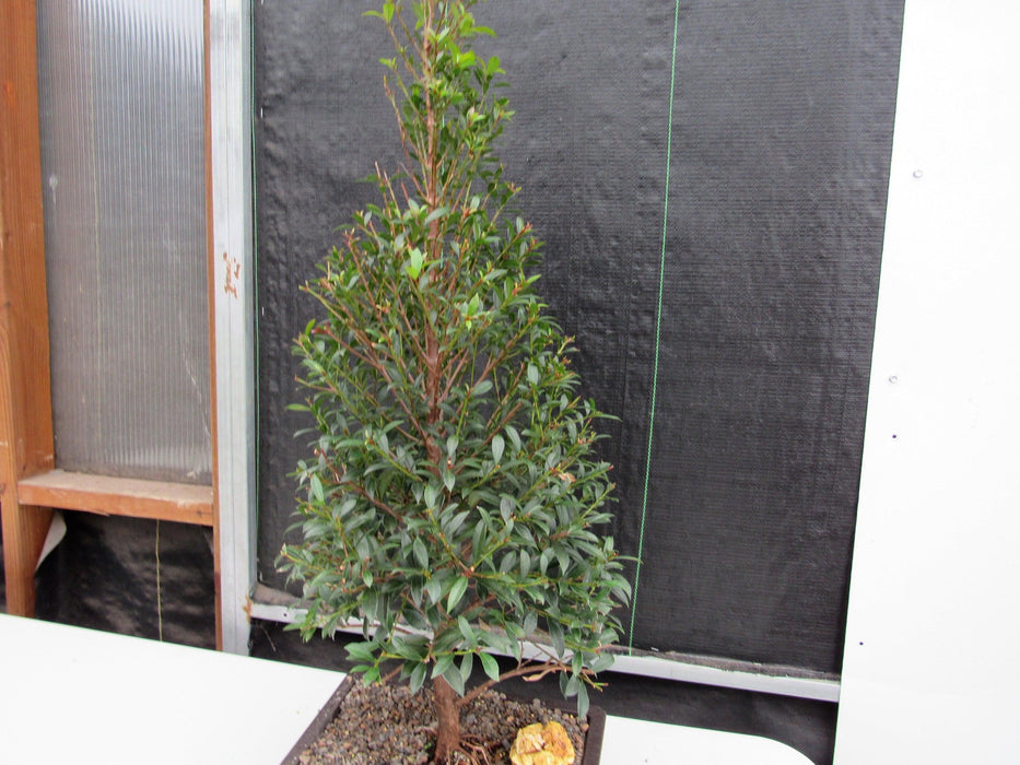 17 Year Old Brush Cherry Christmas Tree Specimen Bonsai Tree Strong Branches