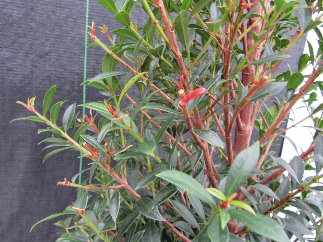 17 Year Old Brush Cherry Christmas Tree Specimen Bonsai Tree New Growth