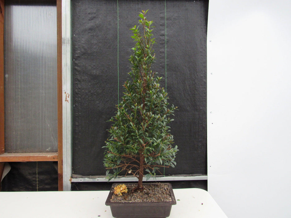 17 Year Old Brush Cherry Christmas Tree Specimen Bonsai Tree Back