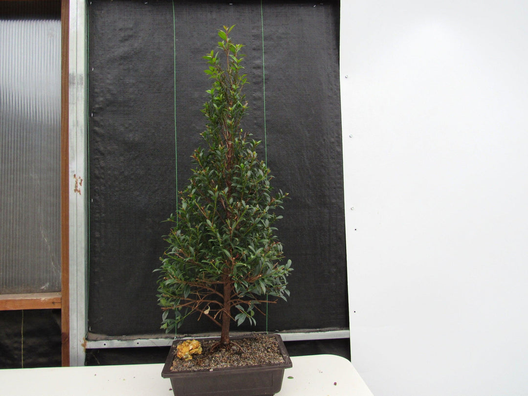 17 Year Old Brush Cherry Christmas Tree Specimen Bonsai Tree Back Profile