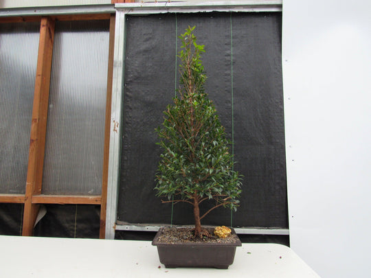 bonsai style christmas tree 17 Year Old Brush Cherry Christmas Tree Specimen Bonsai Tree