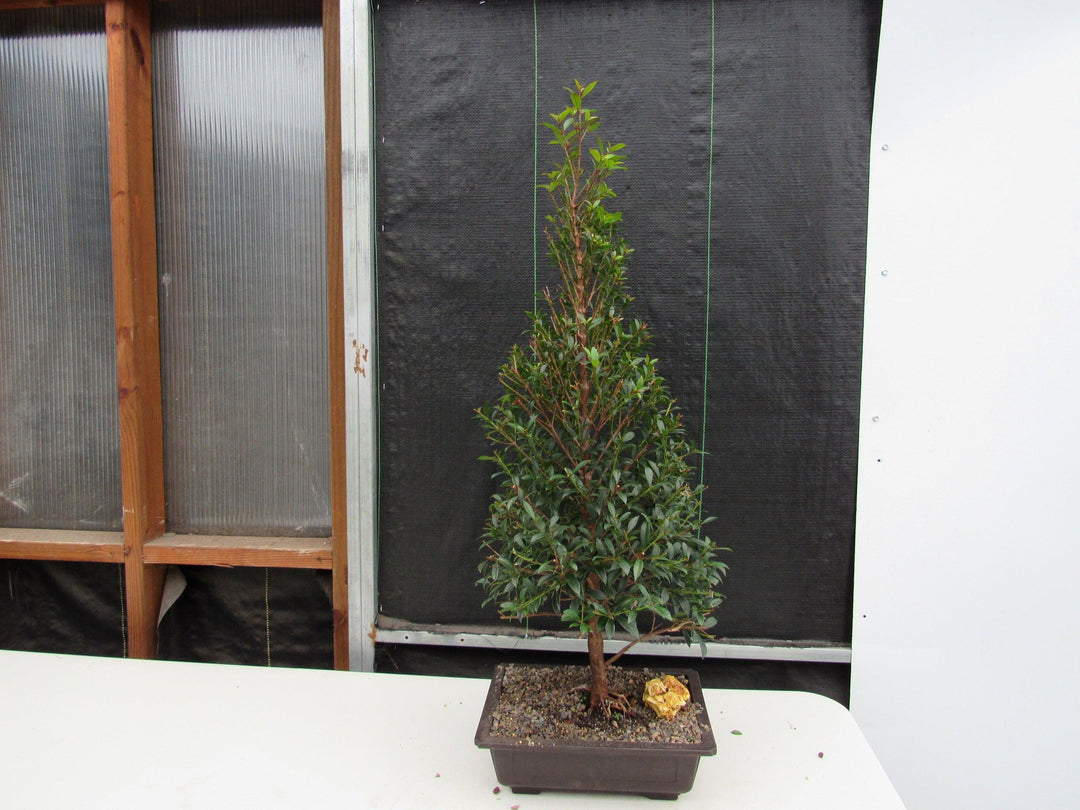 17 Year Old Brush Cherry Christmas Tree Specimen Bonsai Tree Straight On
