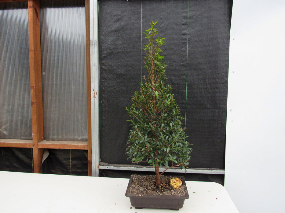 17 Year Old Brush Cherry Christmas Tree Specimen Bonsai Tree Straight On
