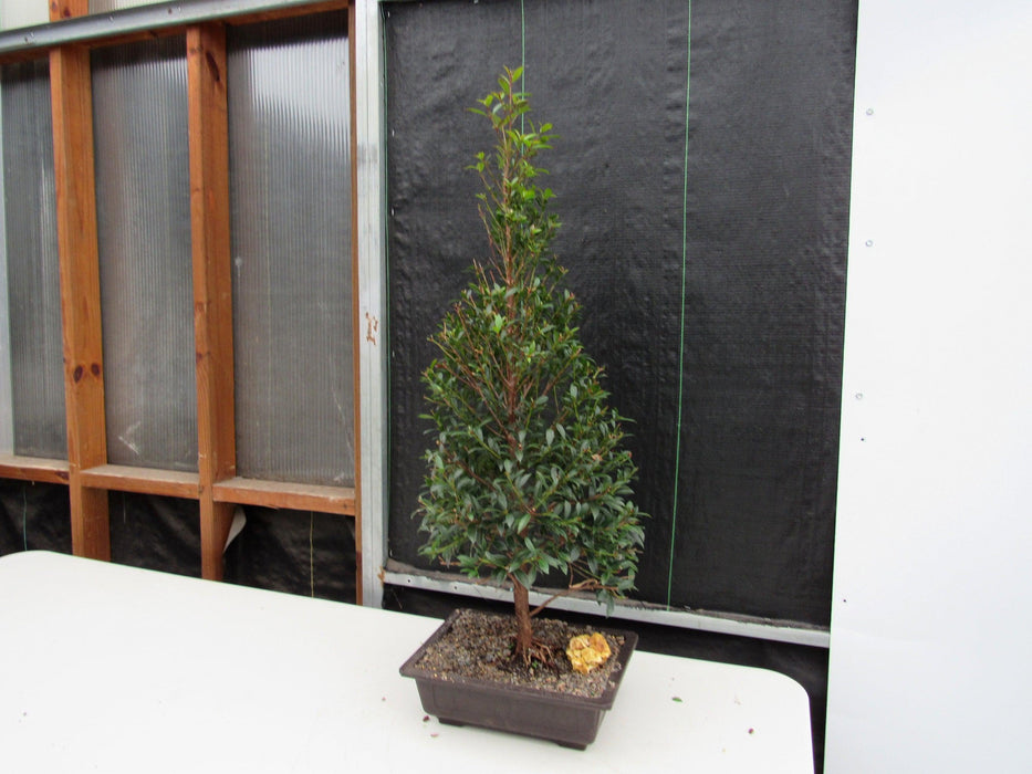 17 Year Old Brush Cherry Christmas Tree Specimen Bonsai Tree Side