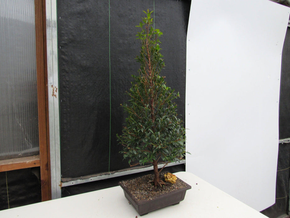 17 Year Old Brush Cherry Christmas Tree Specimen Bonsai Tree Softer Side