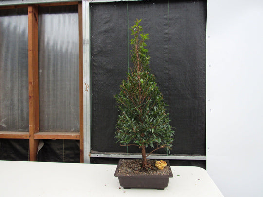 bonsai style christmas tree 17 Year Old Brush Cherry Christmas Tree Specimen Bonsai Tree