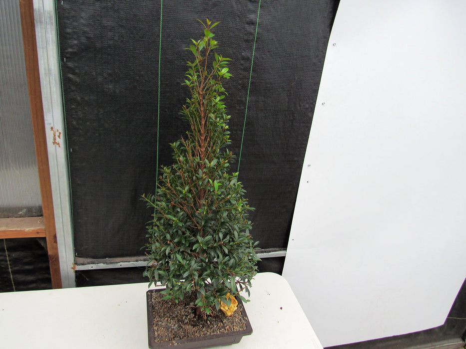 17 Year Old Brush Cherry Christmas Tree Specimen Bonsai Tree Canopy