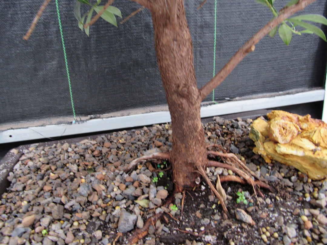 17 Year Old Brush Cherry Christmas Tree Specimen Bonsai Tree Roots