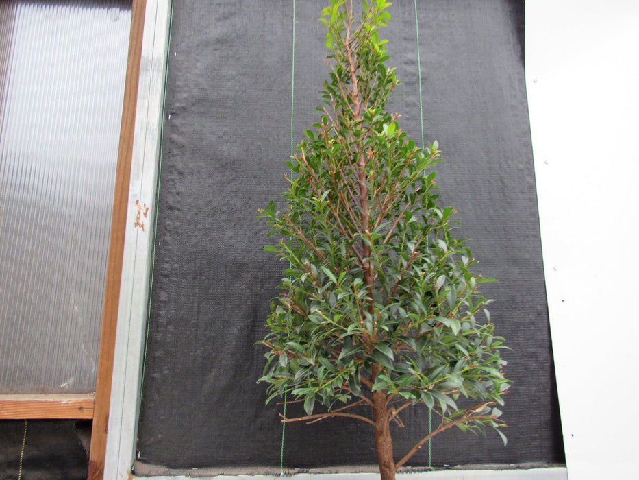 17 Year Old Brush Cherry Christmas Tree Specimen Bonsai Tree Upward