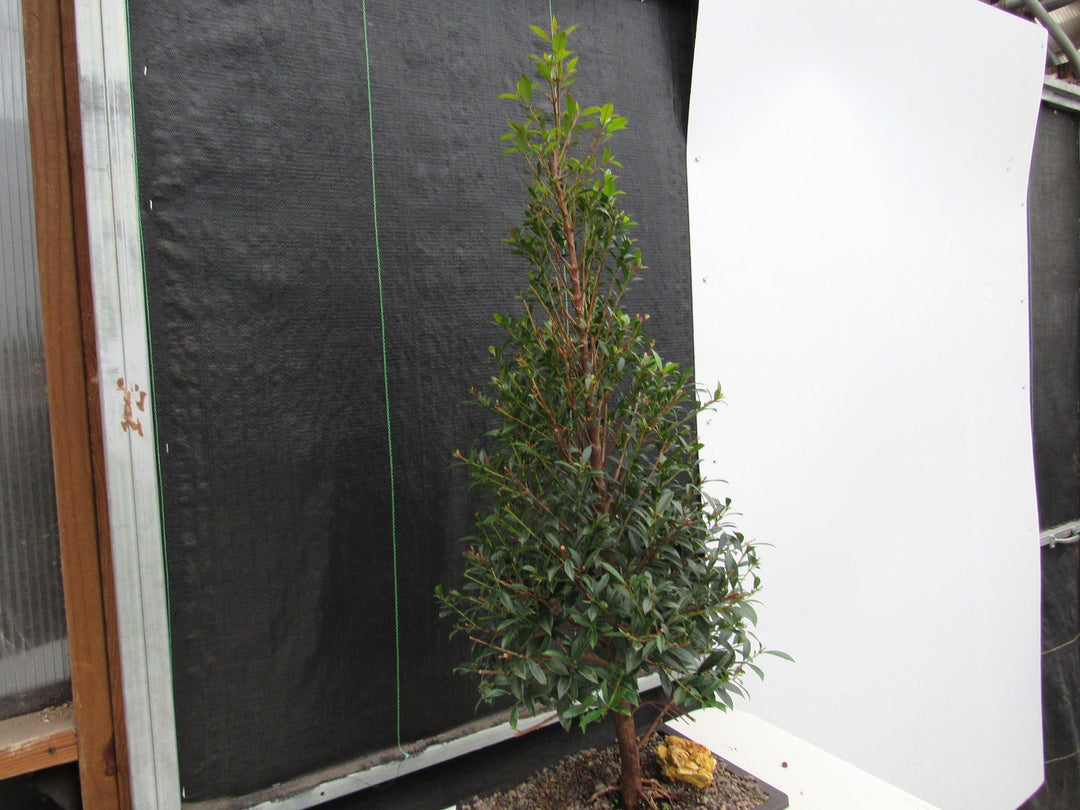 17 Year Old Brush Cherry Christmas Tree Specimen Bonsai Tree Side Branches Thinner