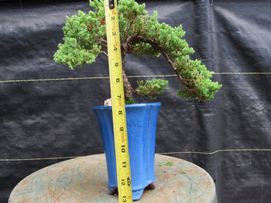 17 Year Old Cascade Juniper Specimen Bonsai Tree Height