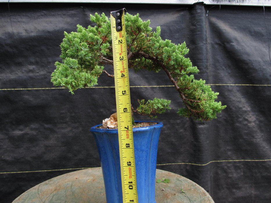 17 Year Old Cascade Juniper Specimen Bonsai Tree Full Size