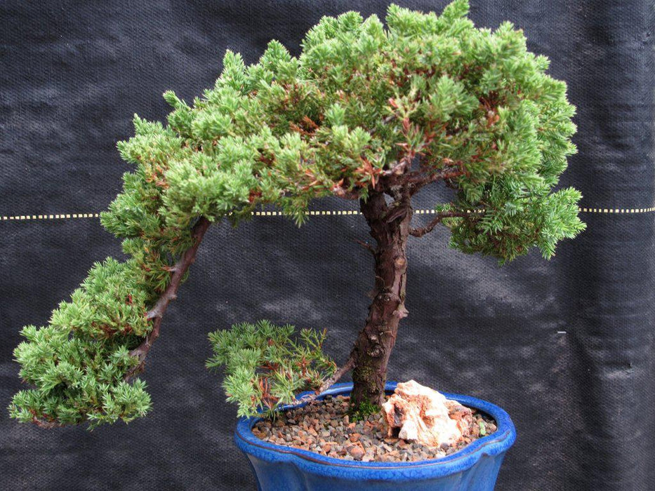 17 Year Old Cascade Juniper Specimen Bonsai Tree Profile